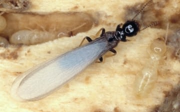 Eastern subterranean termite alate